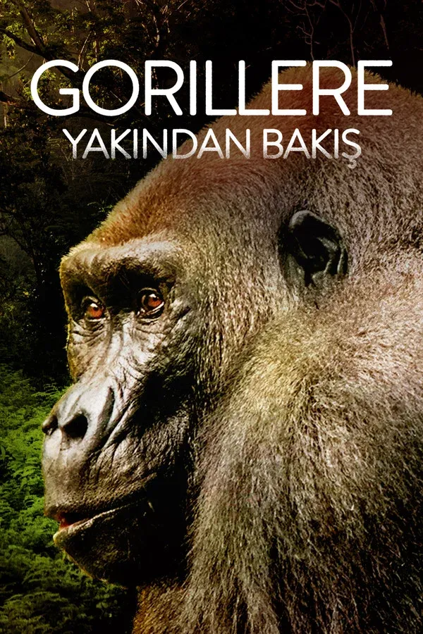 Gorillere Yakindan Bakis (2022)