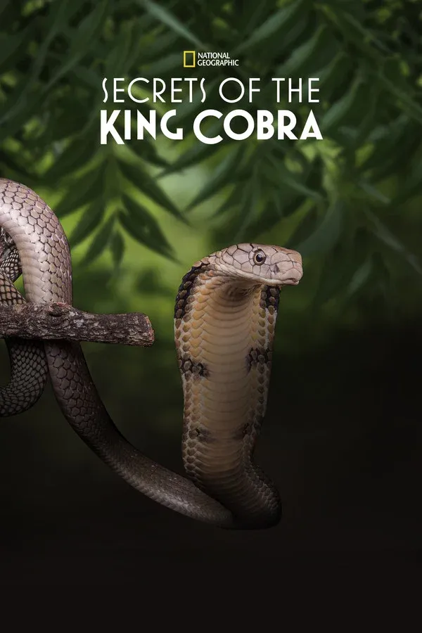 Kral.Kobra